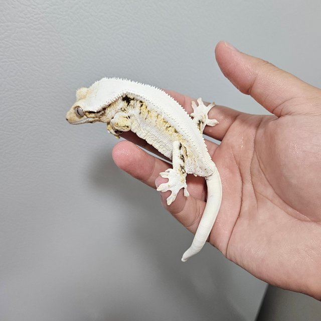 릴리화이트 트라이