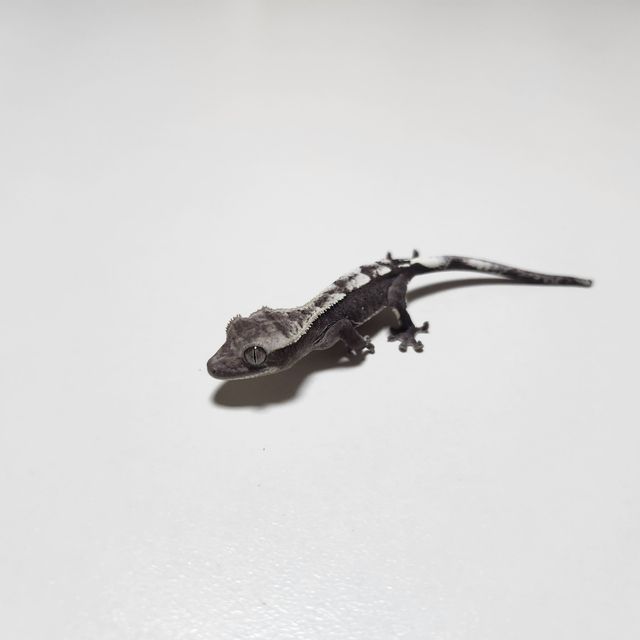 아잔틱