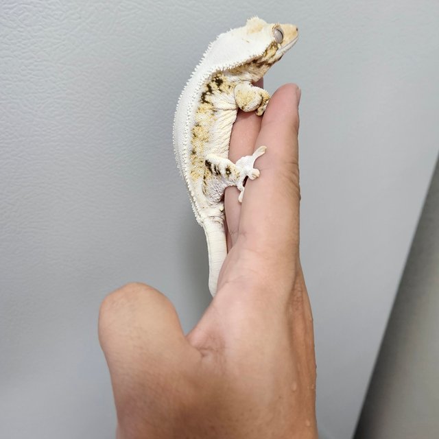 릴리화이트 트라이