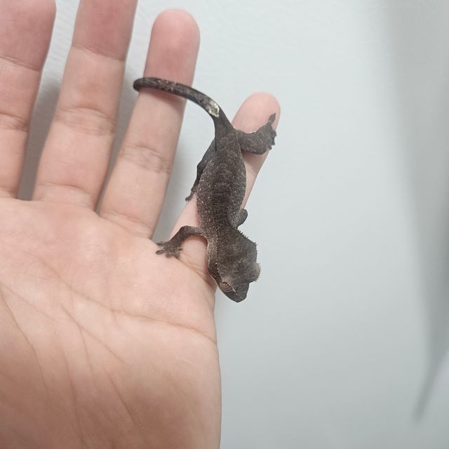 아잔틱 패턴리스