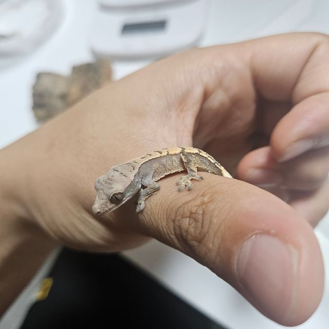 세이블