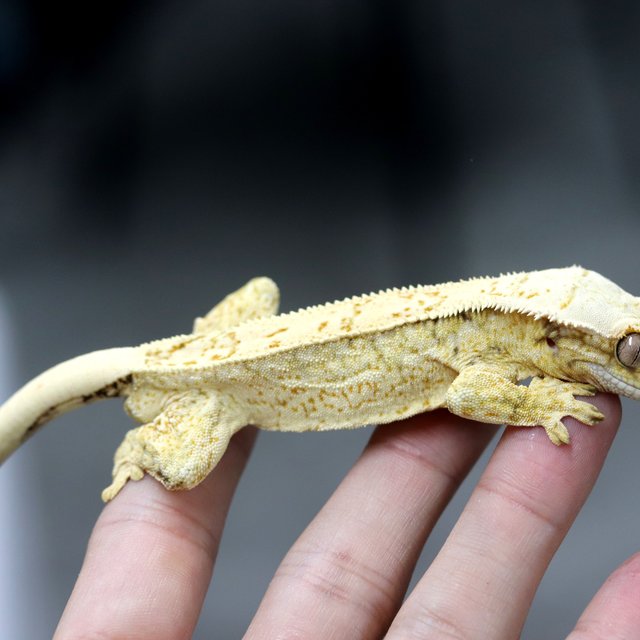 노멀 드리피 쿼드 화이트스팟