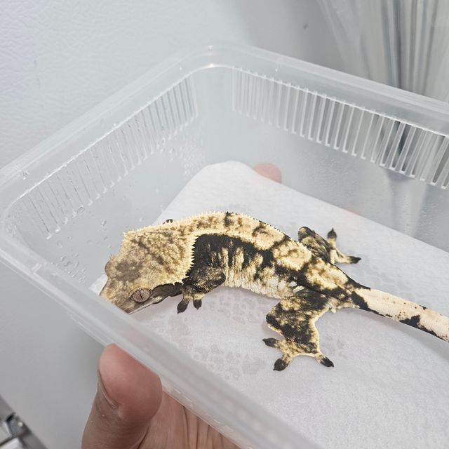 노멀 블랙 익스트림할리퀸