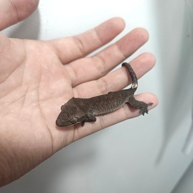 아잔틱 패턴리스