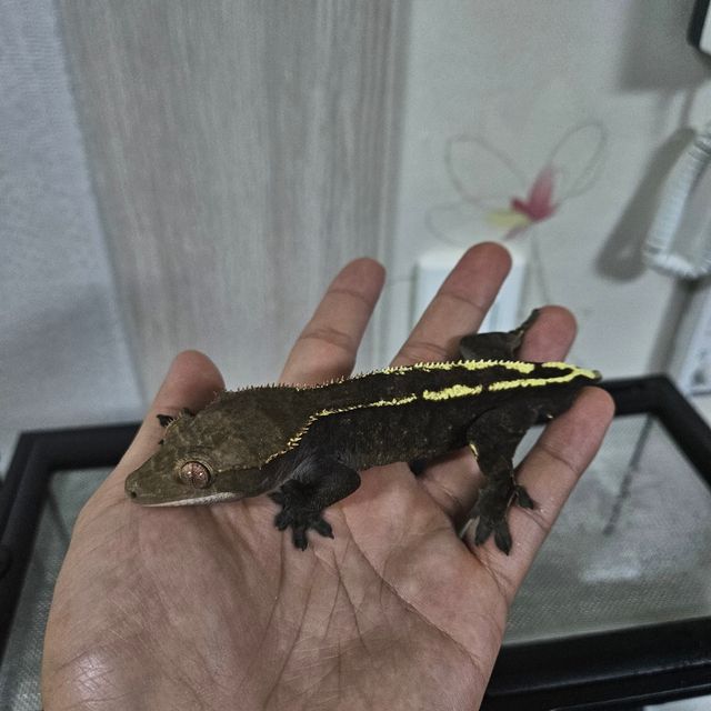 카푸치노