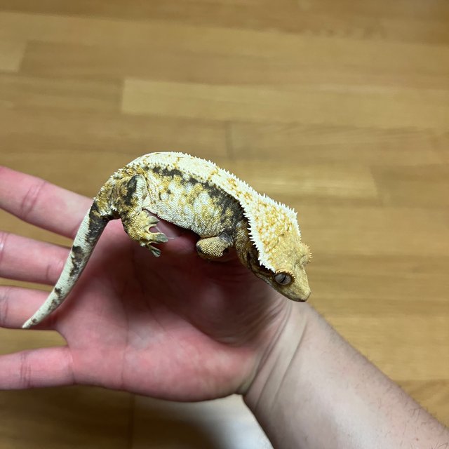 노멀 화이트스팟 드리피