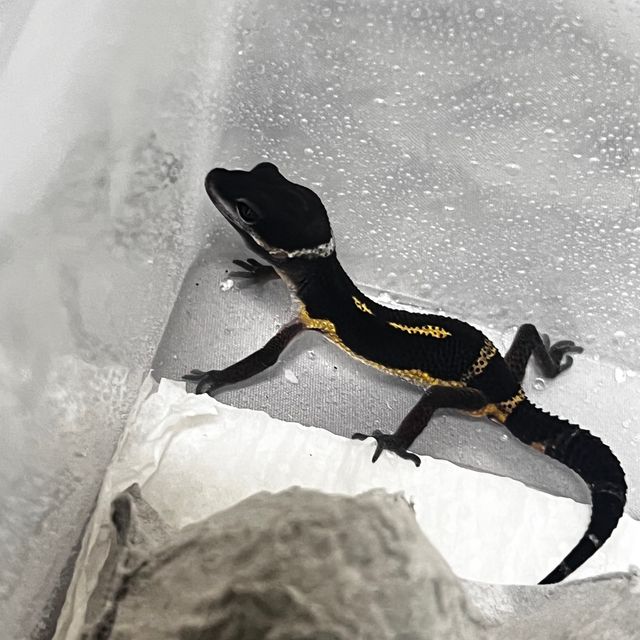 만다린 블랙나이트