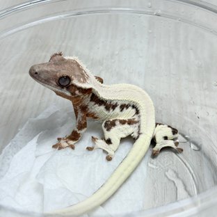 릴리 세이블 100%헷아잔틱