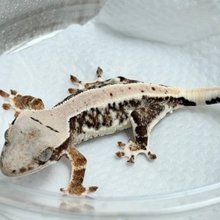 릴리100%헷아잔틱