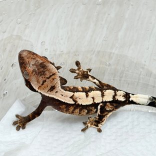 100%헷아잔틱 세이블