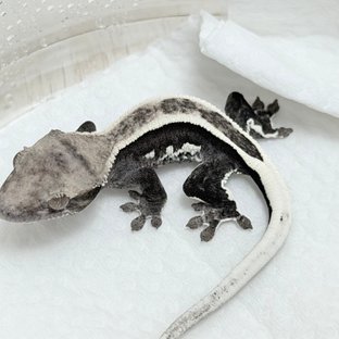 세이블 아잔틱