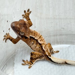 텐저린 트라이