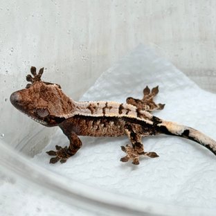 세이블