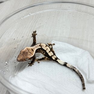 100%헷아잔틱 세이블