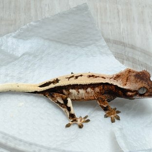 세이블