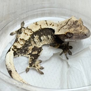 NO.?150