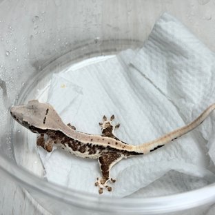 릴리100%헷아잔틱