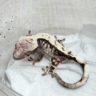 세이블 100%헷아잔틱