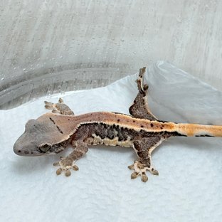 릴리100%헷아잔틱