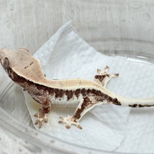 100%헷아잔틱 릴리 세이블