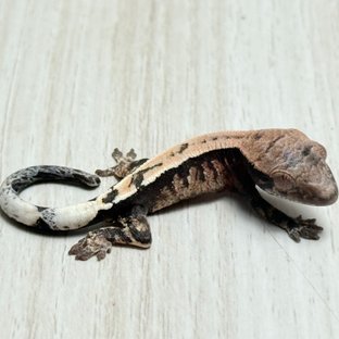 100%헷아잔틱 세이블