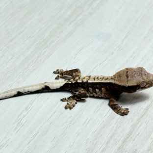 NO.?76