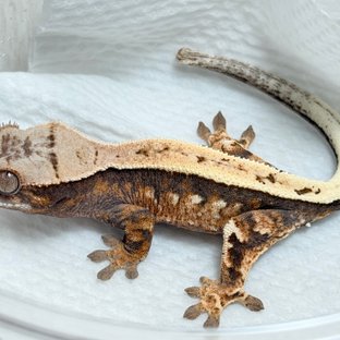 100%헷아잔틱 세이블