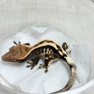 100%헷아잔틱 세이블