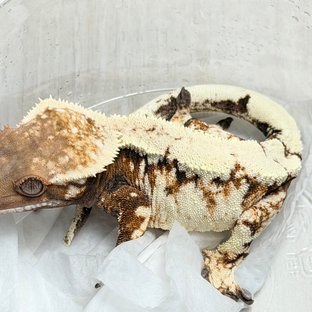 NO.?146
