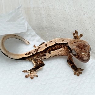 트라이