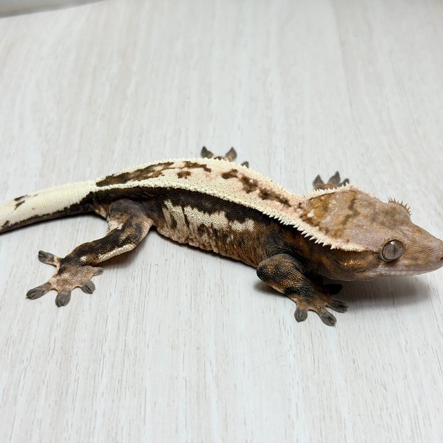 100%헷아잔틱 세이블