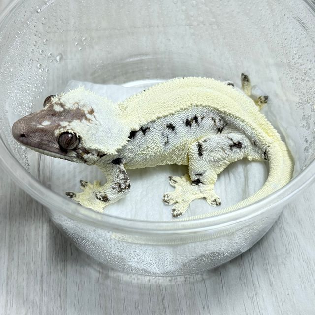 릴리 세이블