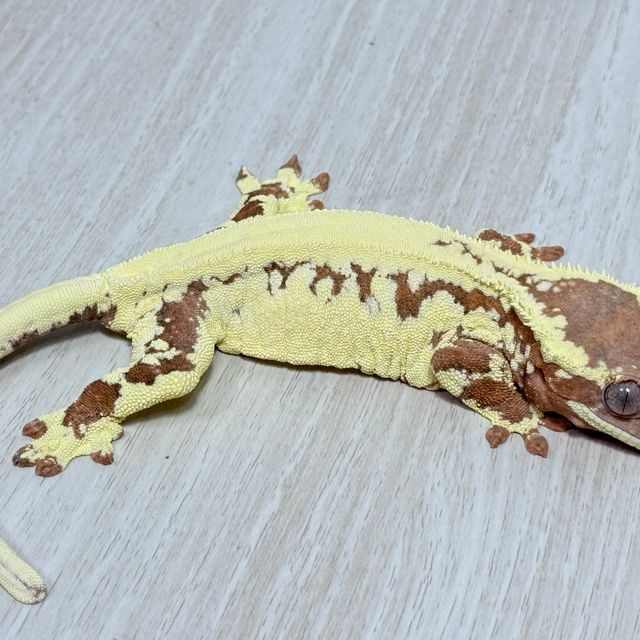 프라푸치노