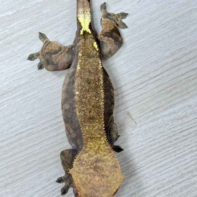 카푸치노
