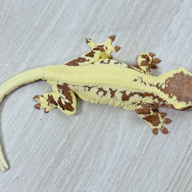 프라푸치노