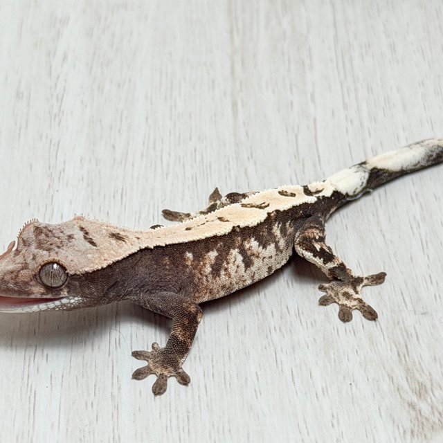 세이블 100%헷아잔틱