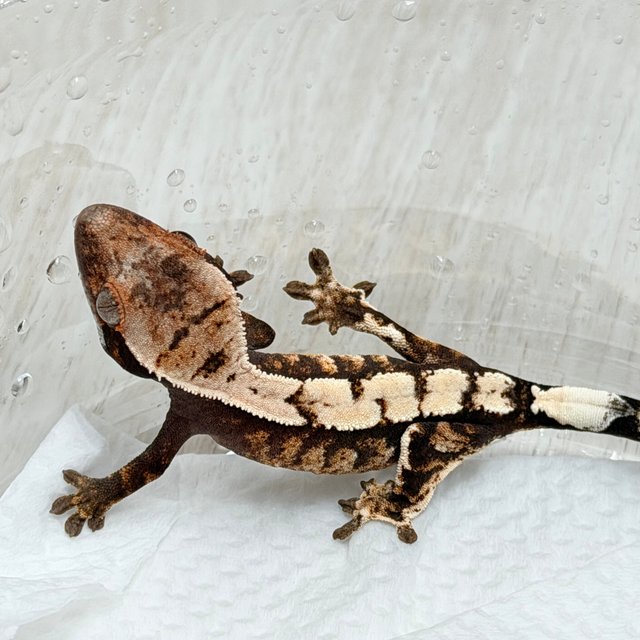 100%헷아잔틱 세이블