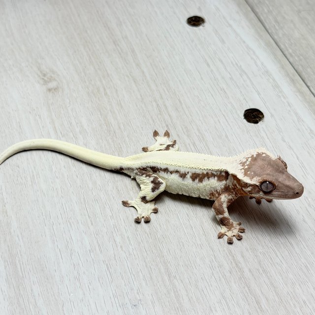 100%헷아잔틱 세이블