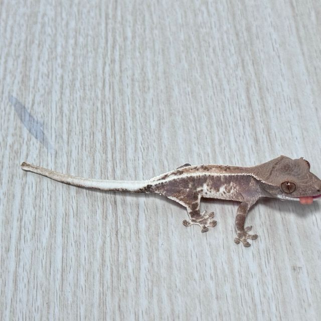 프라푸치노