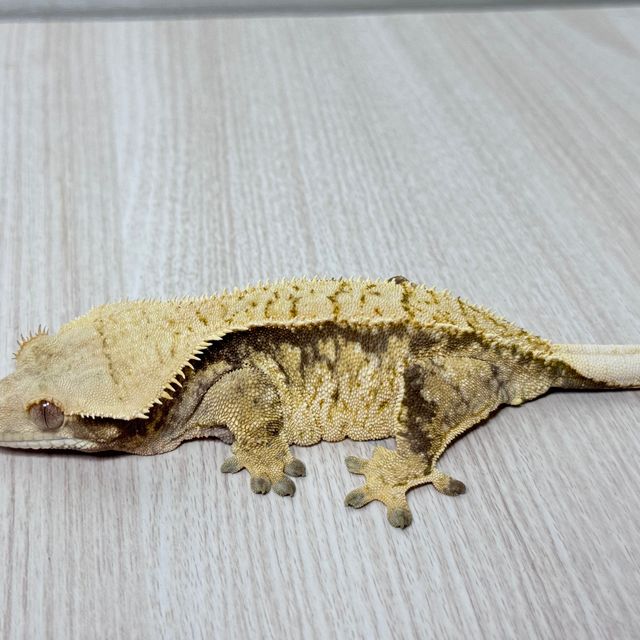 트라이