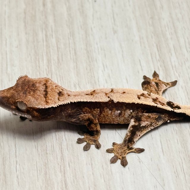 100%헷아잔틱 세이블