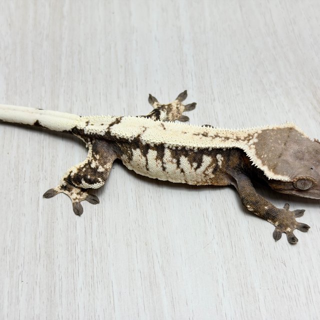 100%헷아잔틱 세이블