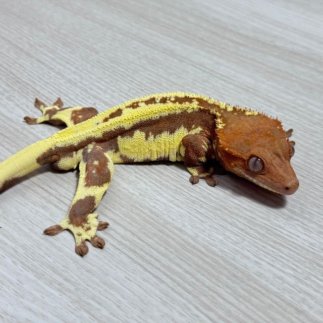 프라푸치노