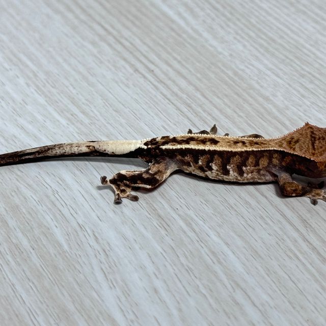 카푸치노