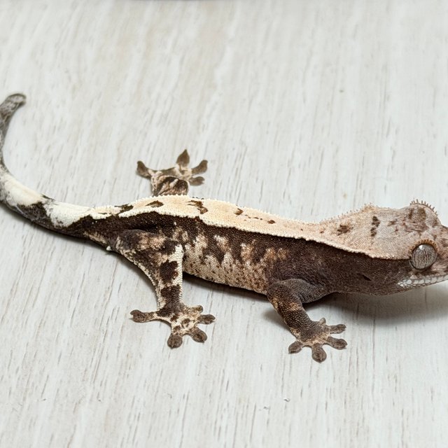 세이블 100%헷아잔틱