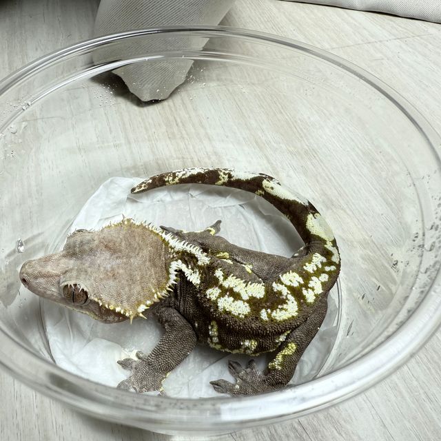 아잔틱