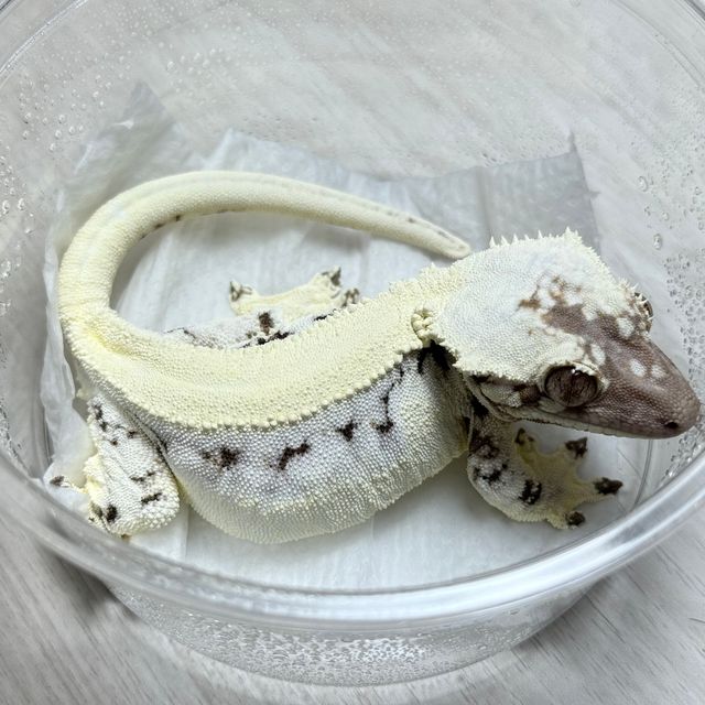 릴리 세이블