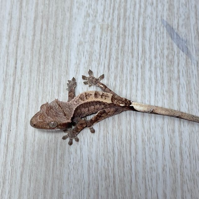 카푸치노
