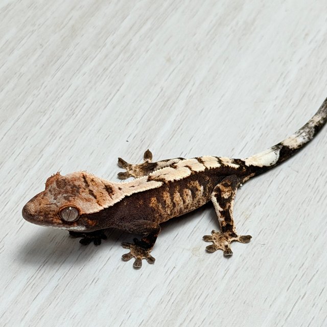 100%헷아잔틱 세이블