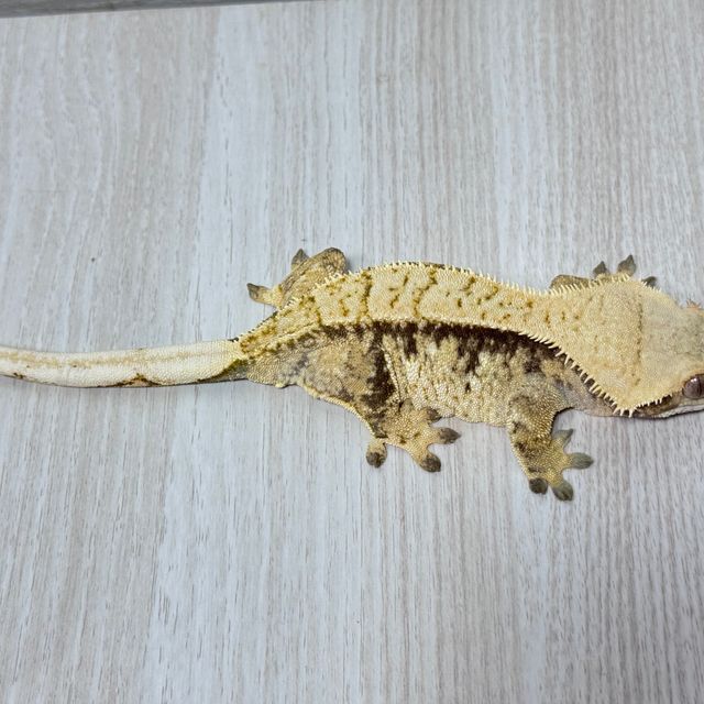 트라이